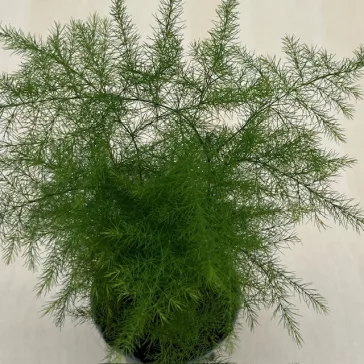 Asparagus setaceus MINI