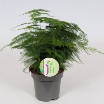 Asparagus setaceus 'Plumosus'