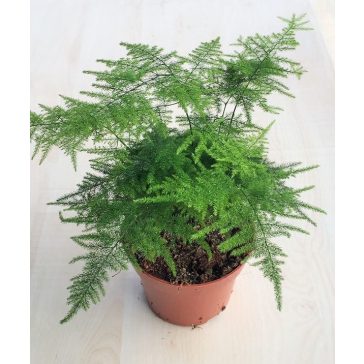 Asparagus setaceus 'Plumosus'