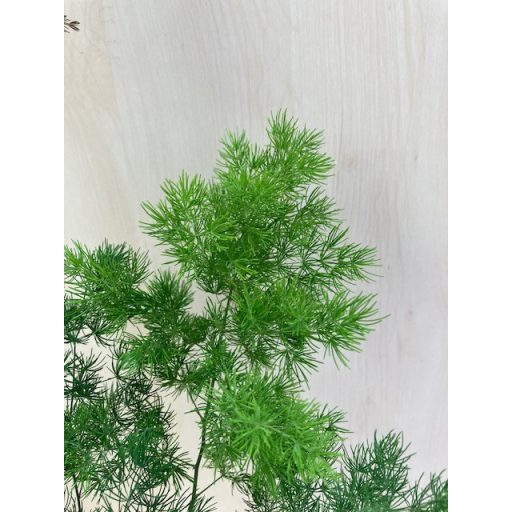 Asparagus densiflorus 