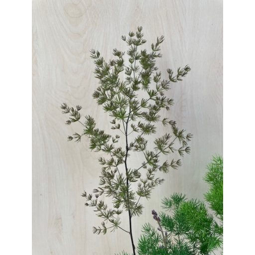 Asparagus densiflorus 