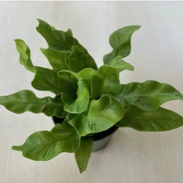 Asplenium nidus 'Crispy Wave' MINI