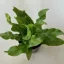 Asplenium nidus 'Crispy Wave' MINI