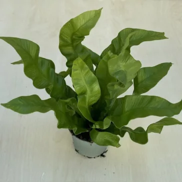 Asplenium nidus 'Crispy Wave' MINI