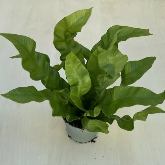 Asplenium nidus 'Crispy Wave' MINI