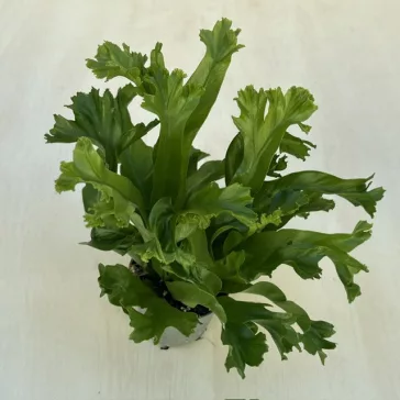 Asplenium nidus 