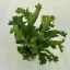 Asplenium nidus 