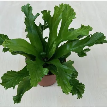Asplenium nidus 