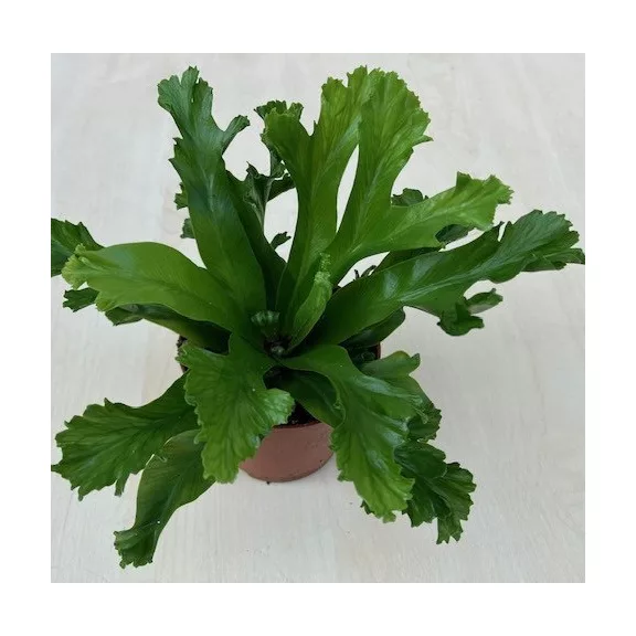 Asplenium nidus 
