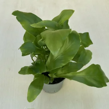 Asplenium nidus mini