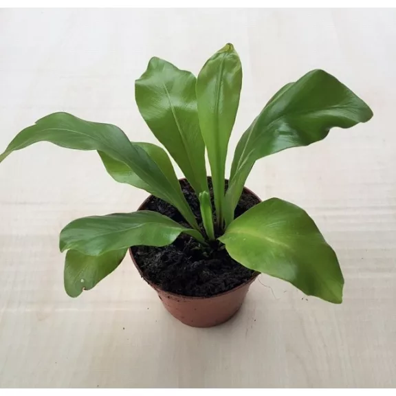 Asplenium nidus mini
