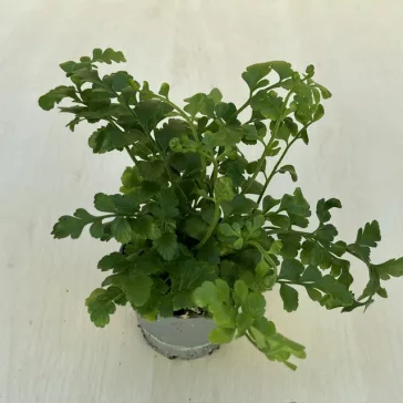 Asplenium 'Parvati'