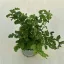 Asplenium 'Parvati'