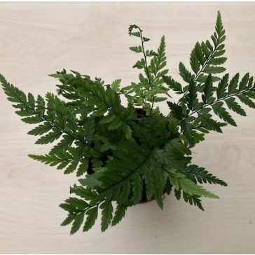 Athyrium