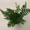 Athyrium