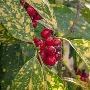 Aucuba japonica 'Crotonifolia'