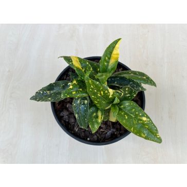 Aucuba japonica 'Crotonifolia'