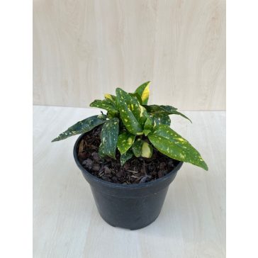 Aucuba japonica 'Crotonifolia'