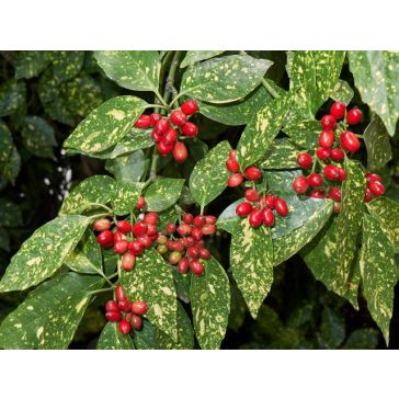 Aucuba japonica 'Crotonifolia'