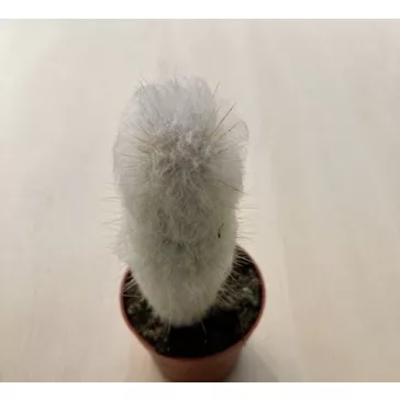 Austrocephalocereus dybowskii S size