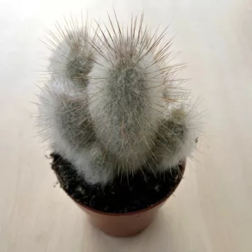 Austrocephalocereus dybowskii
