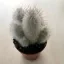 Austrocephalocereus dybowskii