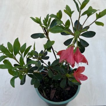 Azalea japonica ‘Orange Beauty’