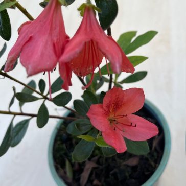 Azalea japonica ‘Orange Beauty’