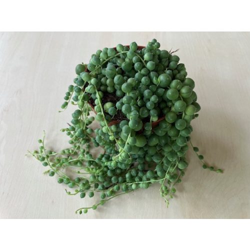 Senecio rowleyanus