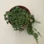 Senecio rowleyanus