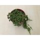 Senecio rowleyanus