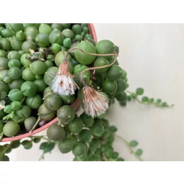 Senecio rowleyanus