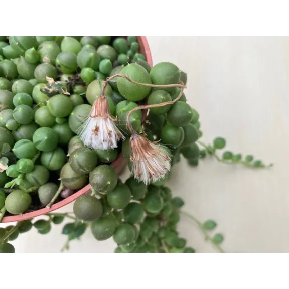 Senecio rowleyanus