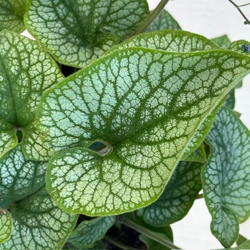 Brunnera macrophylla ‘Silver Heart’