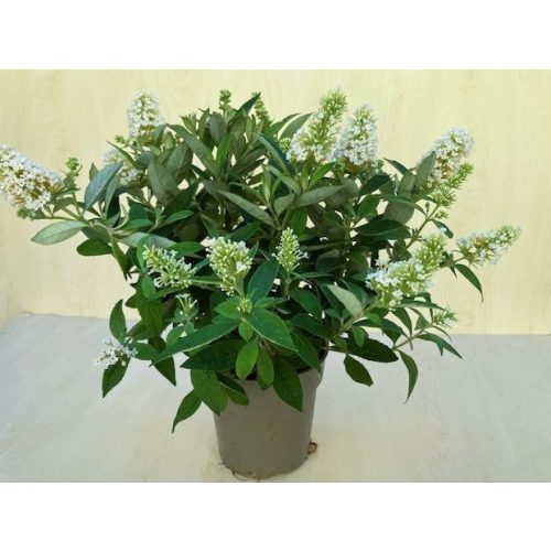 Buddleja davidii Butterfly Candy Little White