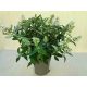 Buddleja davidii Butterfly Candy Little White