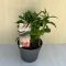 Buddleja davidii Butterfly Candy Little White