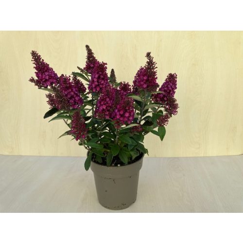 Buddleja davidii Little Ruby