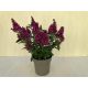 Buddleja davidii Little Ruby