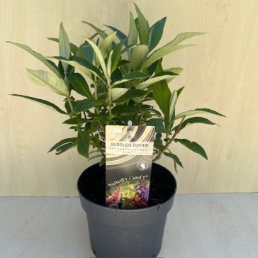 Buddleja davidii Butterfly Candy Little White