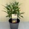 Buddleja davidii Butterfly Candy Little White