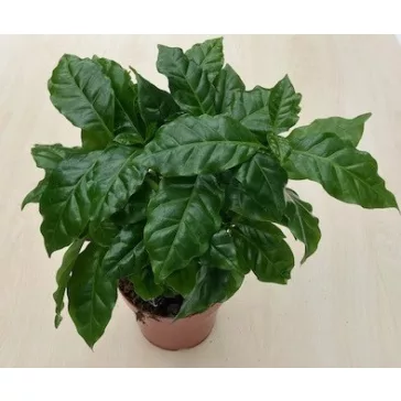 Coffea arabica