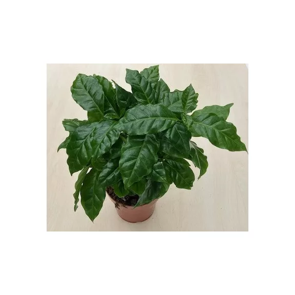 Coffea arabica