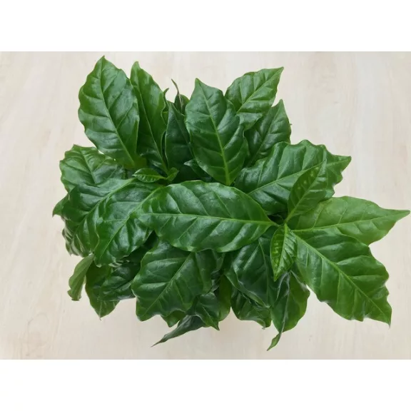 Coffea arabica