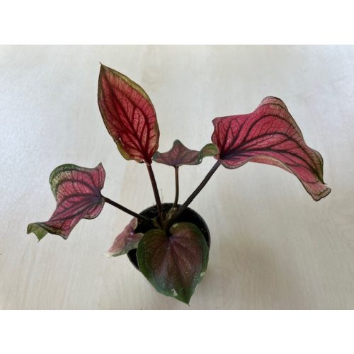 Caladium 'Lucia'