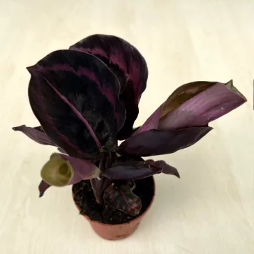 Calathea roseopicta 'Dottie' 
