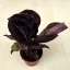 Calathea roseopicta 'Dottie' 