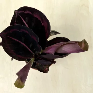 Calathea roseopicta 'Dottie' 