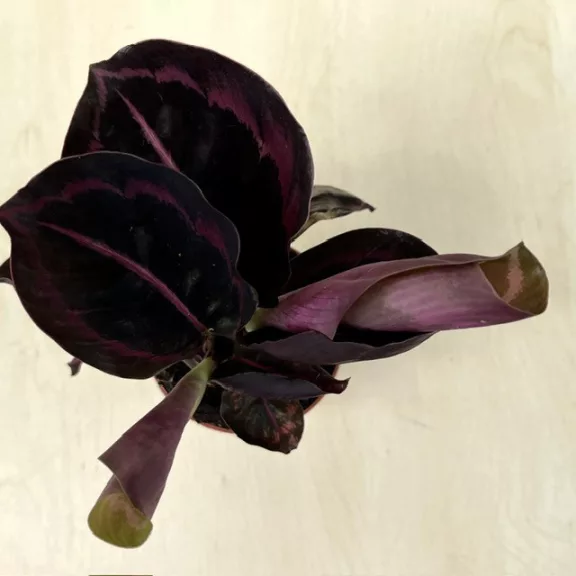 Calathea roseopicta 'Dottie' 