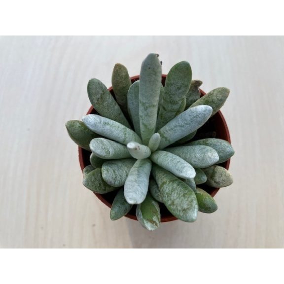 Caputia scaposa - Senecio scaposus